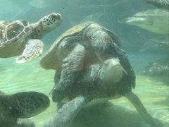 -海合安成都极地海洋公园