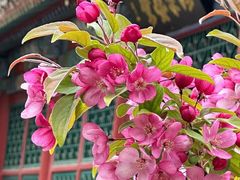 -海棠花溪(元大都城垣遗址公园)