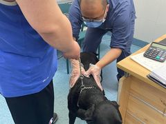 -北京赛佳动物医院