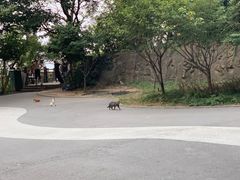 -紫金山山顶公园