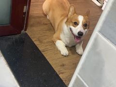 -宠福鑫康馨动物医院·骨科·眼科