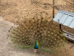 -北京麋鹿生态实验中心