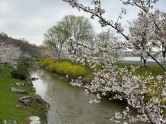 -羊山湖公园