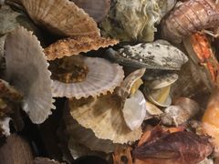 -大锅强·蒸海鲜青岛菜(吾悦广场店)