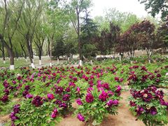 -济南植物园