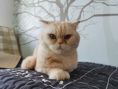 -泰国佛·塔罗·泰牌狐仙古曼