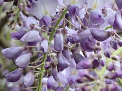 -三圣花乡旅游区