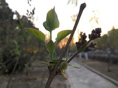 -清华大学-甲所餐厅