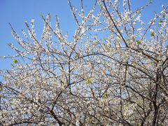 -广州市流溪河国家森林公园