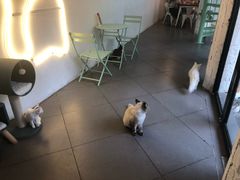 -有猫主题·治愈系猫咖(曾厝垵店)