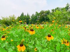 -夏河溪乡野公园