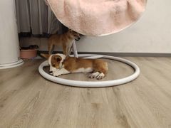 -浣熊柯尔鸭土拨鼠·电玩咖