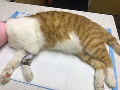 -宠颐生宠物医院·心肾内科·猫专科诊疗中心宠巢店