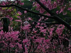 -狐尾山公园