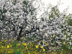 -北京西山国家森林公园