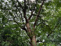 -广州神农草堂中医药博物馆