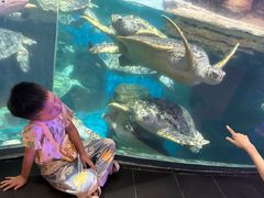 -海合安武汉极地海洋公园