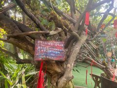 -呀路古热带植物园