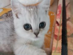 -糯米喵星人总部直营旗舰店·猫舍·幼猫出售