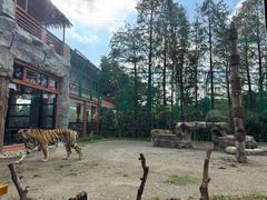 -上海野生动物园老虎餐厅