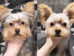 -Oh My Dog宠物沙龙(伊珊娜皮毛护理店)