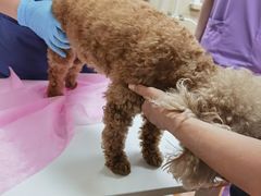 -北京观赏动物医院·24小时大型综合·猫专科·异宠专科