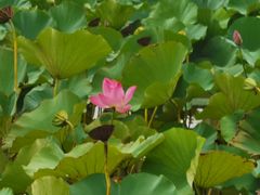 -东滩湿地公园观海楼餐厅