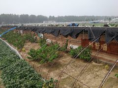 -北京呀路古热带植物园