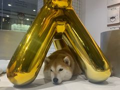 -柴务处·柴犬主题狗咖