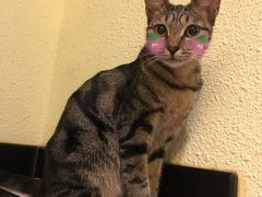 -more than meow吴止猫主题餐厅(承德 中船汇店)