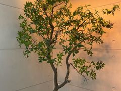 -上海市第十人民医院(总院)