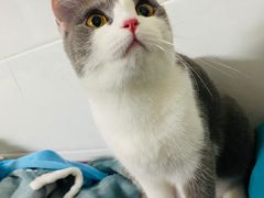 -屋虎猫馆(宝安大仟里店)
