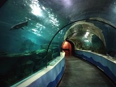 -苏州海洋馆