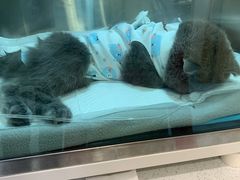 -萌兽医馆·犬猫专科·眼科中心·宠物医院(朝阳门分院)