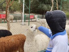 -新疆天山野生动物园