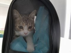 -佳怡动物医院·平价24小时·猫专科骨外科