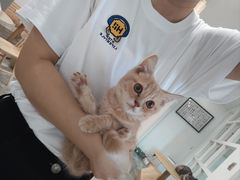 -楼上猫咖(罗湖店)