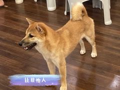 -柯斗斗主题餐厅·狗咖·围炉煮茶·茶饮(国瑞升平里店)