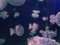 -青岛海底世界-水族馆