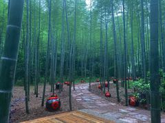 -镇江市南山风景名胜区竹林景区