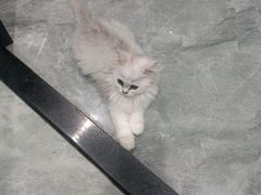 -中农国际动物医院24小时·猫科·骨科·急重症中心