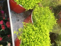 -双季花艺园艺市场(浦东店)