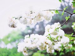 -铁山坪森林公园