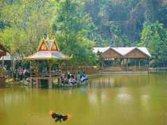 -西双版纳原始森林公园