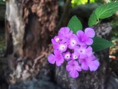 -曼听御花园
