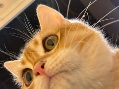 -藏猫猫咖啡主题馆(中央大道店)