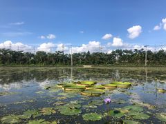 -上海长兴岛郊野公园