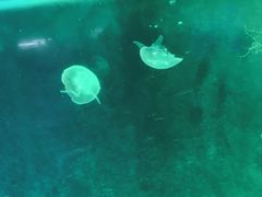-嘉兴海底世界