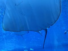 -石家庄极地海洋世界