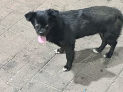 -王中王刨冰